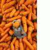 Морковь второго сорта