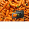 Морковь на корм купить