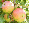 Белорусские сорта яблок