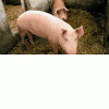 Купить свинину живым весом в минской области
