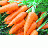 Реализуем  морковь оптом в Беларуси, морковь