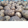Картофель продовольственный оптом