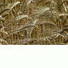 Продажа ячменя ярового беларусь