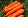Выращивание моркови Брест