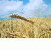 Пшеница яровая купить Брест