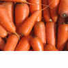 Купить морковь от производителя беларусь