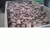 Продам картофель продовольственный беларусь