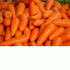 Морковь столовая купить цена