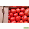 Оптовые поставки томата Торреро,томаты Торреро,томаты